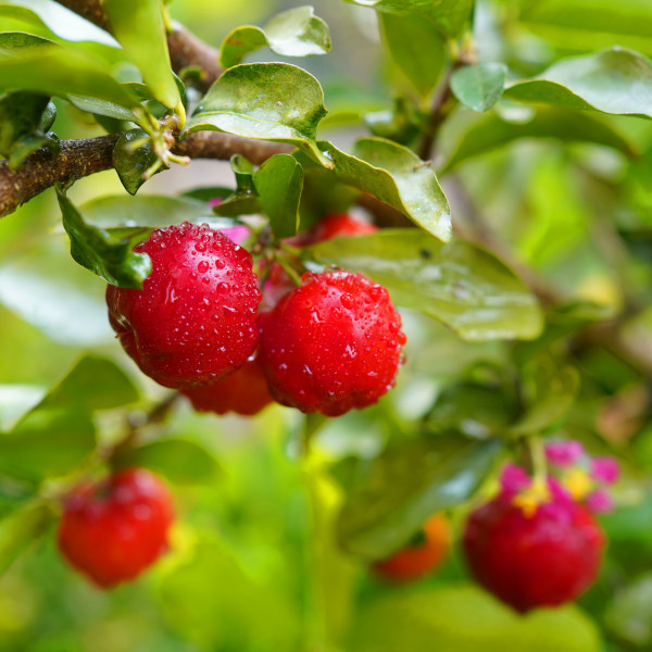 Acerola cherries growing on a branch