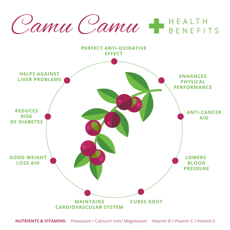 An illustration of camu-camu with text.
Camu camu health benefits. Perfect anti-oxidative effect. Enhances physical performance. Anti-cancer aid. Lowers blood pressure. Cures gout. Maintains cardiovascular system. Good weight loss aid. Reduces risk of diabetes. Helps against liver problems.