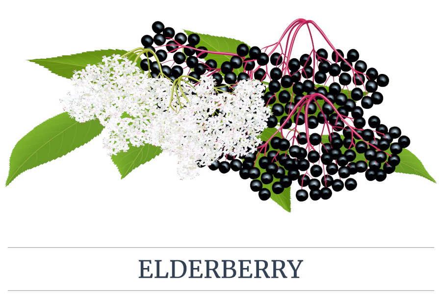 Illustration of elderberry berries and flowers.