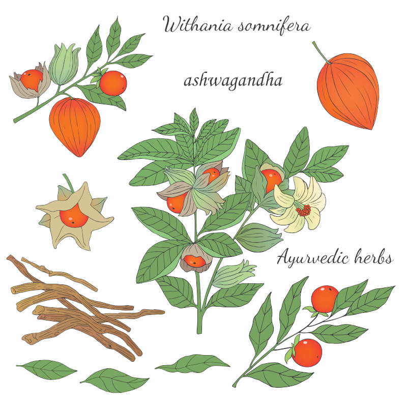 Illustration of the ashwagandha plant. Text: Withania somnifera. ashwagandha. Ayurvedic herbs.